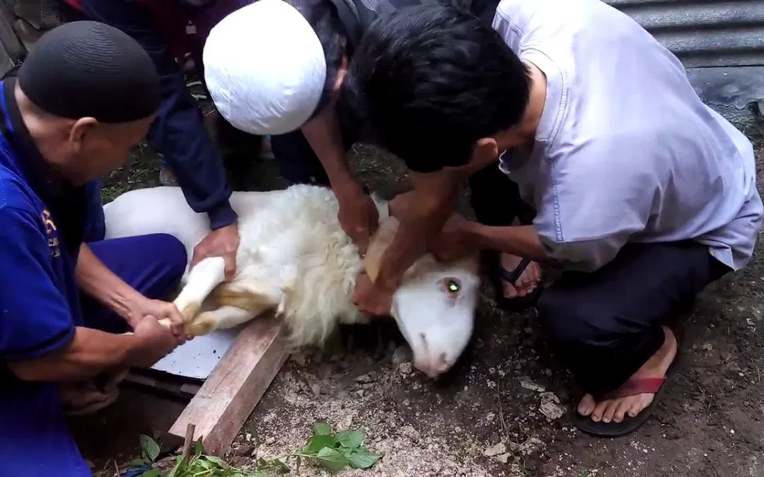 qurban aqiqah