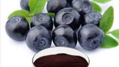 Manfaat Buah Bilberry untuk Mata